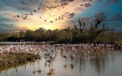 Séminaire en Camargue : Team-building nature et culture pour votre entreprise