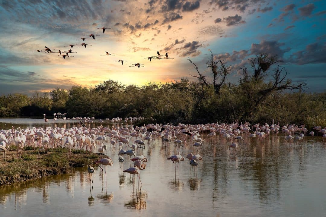 seminaire camargue nature