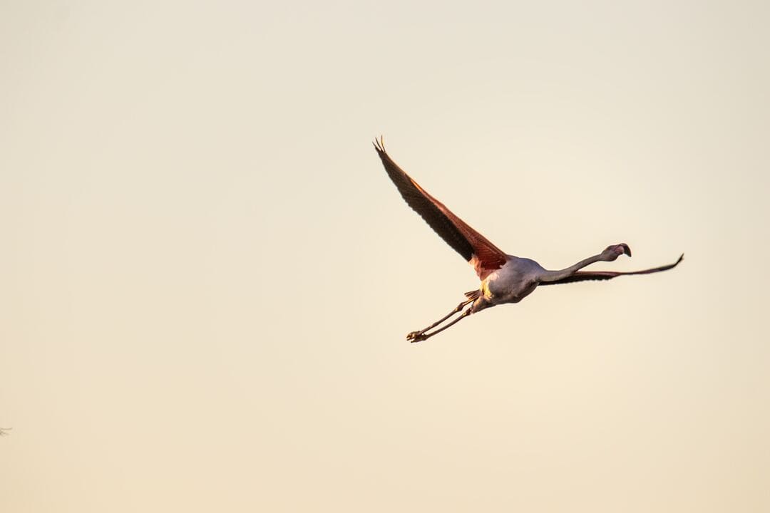 seminaire camargue ecologique