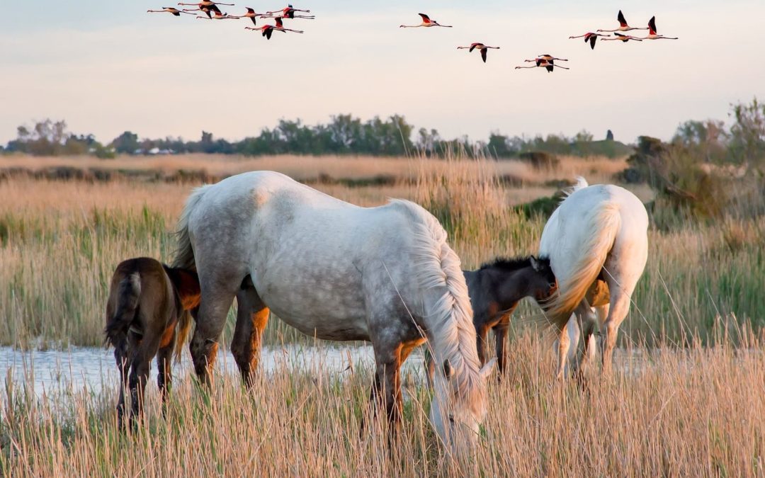Team Building écologique en Camargue : des idées pour un impact positif sur l’environnement