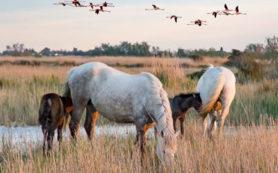 Team Building écologique en Camargue : des idées pour un impact positif sur l’environnement