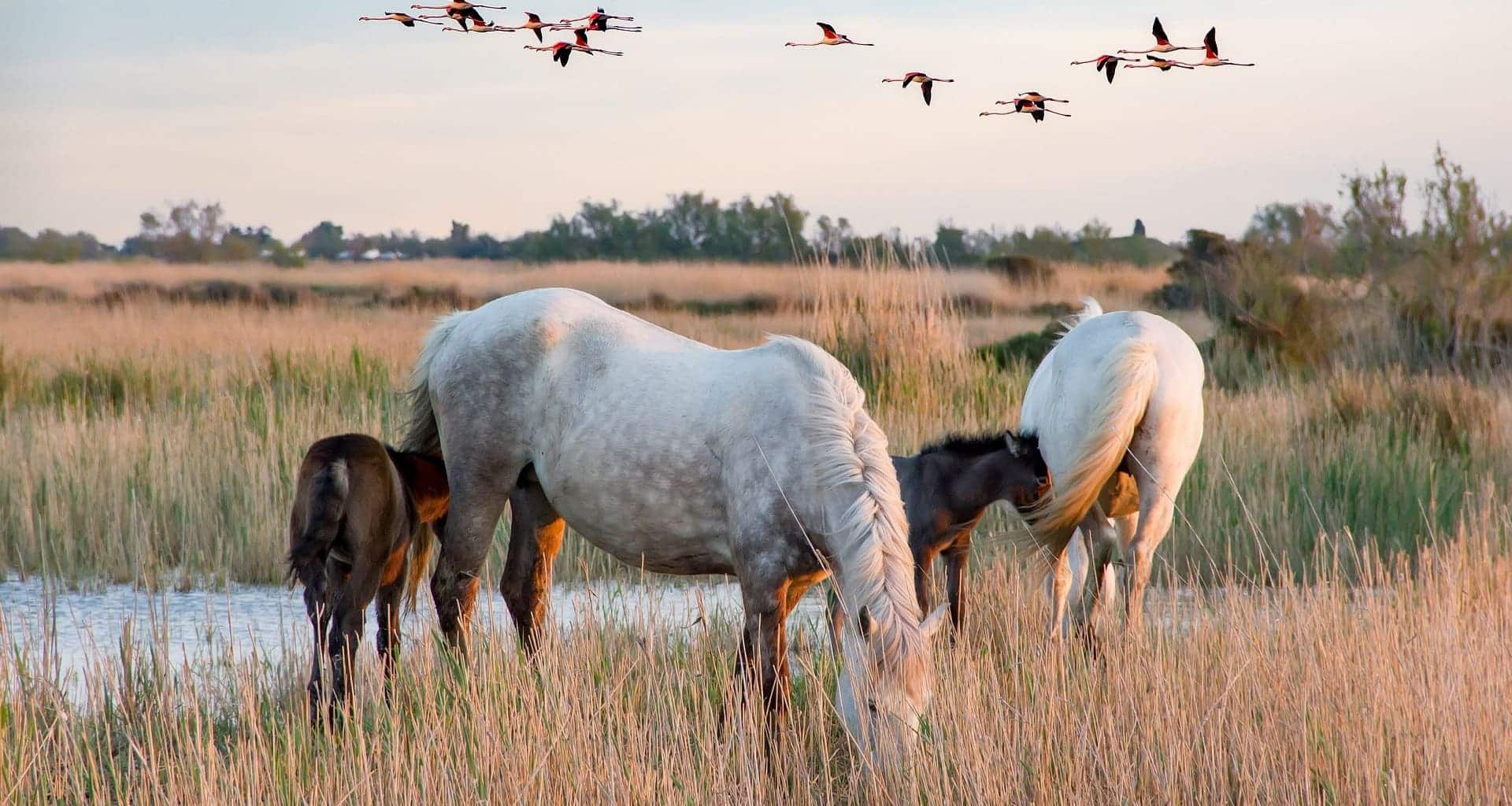 Team Building écologique en Camargue : des idées pour un impact positif sur l’environnement