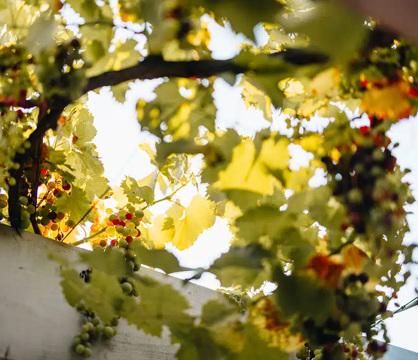 about-image evenements luxe plein air
